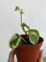 Епипремнум/Pothos N’joy, дяволски бръшлян, стайно растение, висящо, епипремнум, снимка 1 - Стайни растения - 45497243