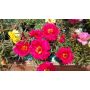 Калдаръмче кичесто Portulaca grandiflora, снимка 1 - Градински цветя и растения - 45321699