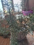 розмарин , снимка 2