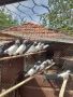 Продавам пакистански гълъби, снимка 1