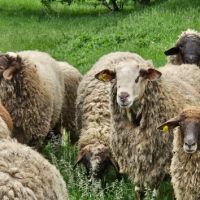 Продавам 15 бр овце , снимка 6 - Овце - 45838459