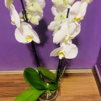 Орхидея, снимка 1 - Стайни растения - 44966109