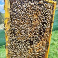 Пчелни отводки Дадан Блат 2024, снимка 1 - Други - 45287336