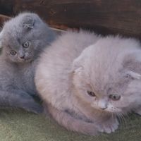 Шотландски клепоухи котета - бебета на 2 месеца, снимка 12 - Британска късокосместа - 34775322