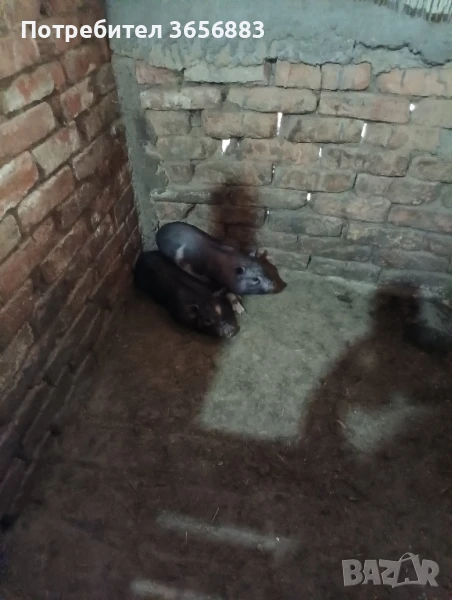 Продавам виетнамски прасета и ярета , снимка 1