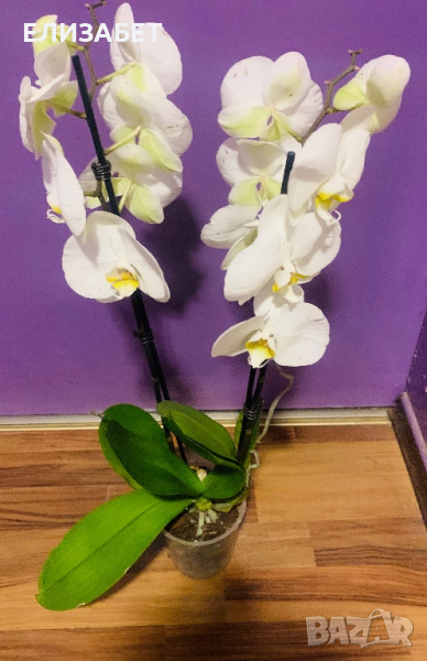 Орхидея, снимка 1
