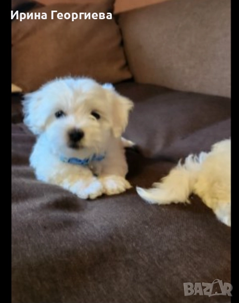 Мини малтийски болонки , снимка 1