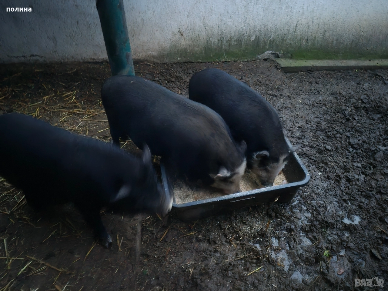 Виетнамски прасета на 10 месеца и 1 година, снимка 1