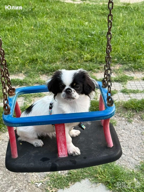 Японски хин, снимка 1