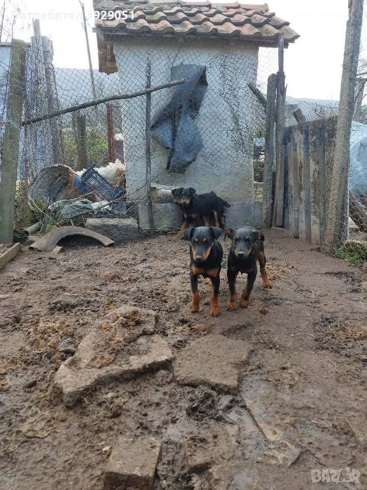 Продавам ягтериер мъжки , снимка 1