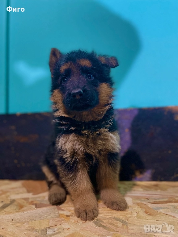 Немски Овчарки Родословни Родители , снимка 1