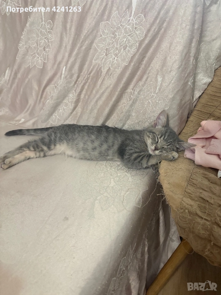 Подарявам котенца!, снимка 1