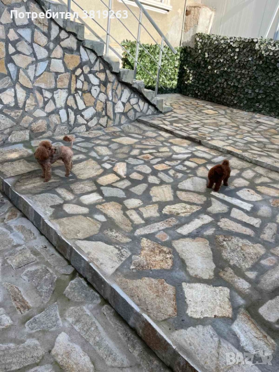 Пудел той мини, снимка 1