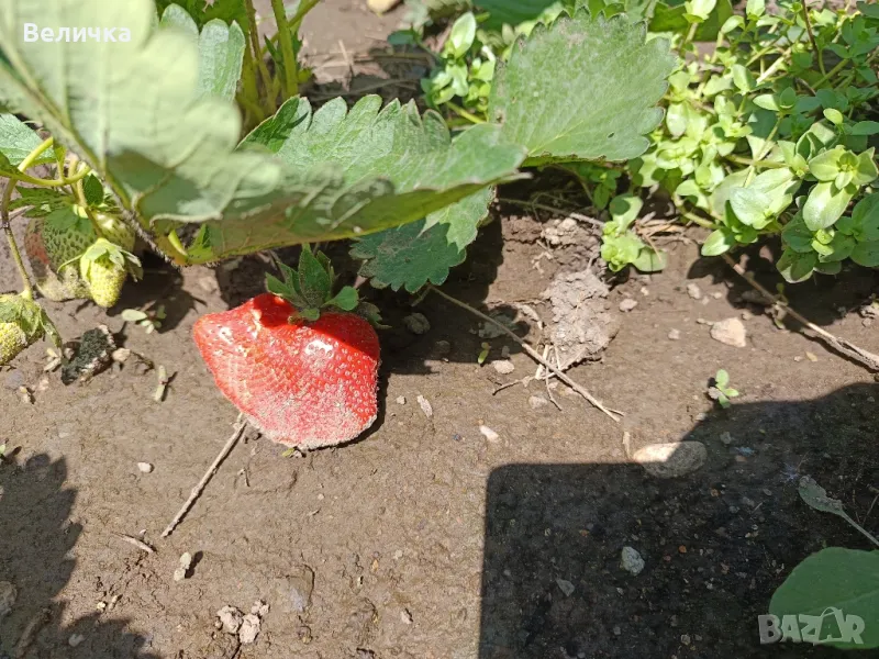 Разсад целогодишни ягоди , снимка 1
