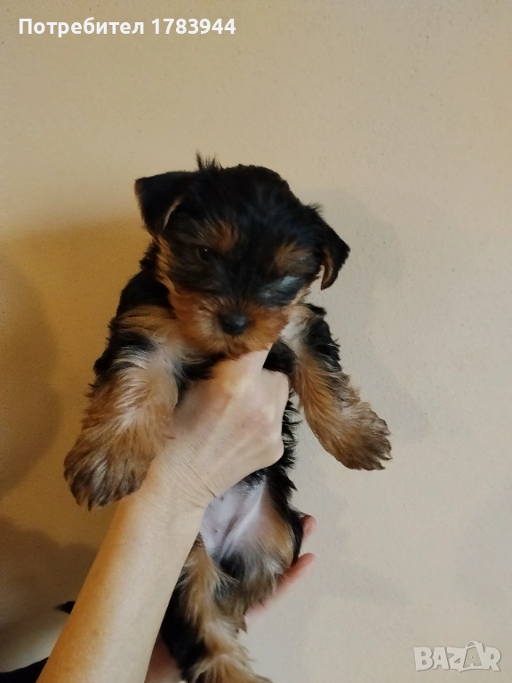 Женско йорки родено на 12.12.2025, снимка 1