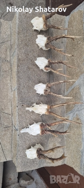 Трофеи от съръндак , снимка 1