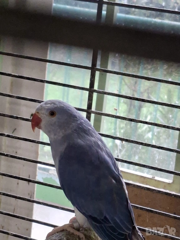 Продавам малки Александри, снимка 1