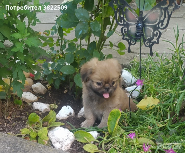 продавам пекинез , снимка 1