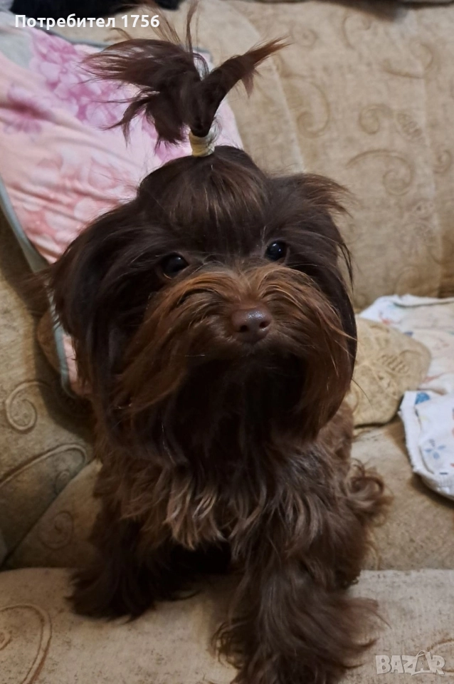 Йоркширски териер, тъмен шоколад., снимка 1