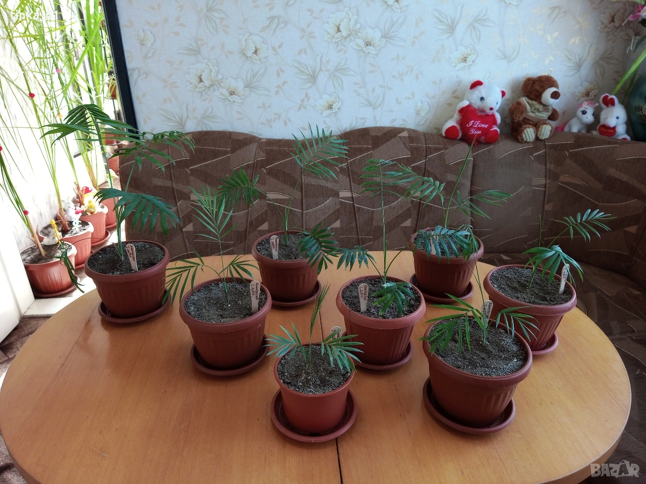 Стайни цветя -17 броя, снимка 1