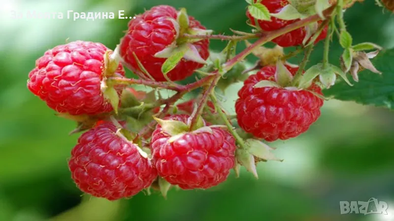 Дива малина , снимка 1