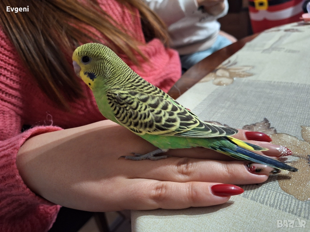 Вълнисти папагали , снимка 1