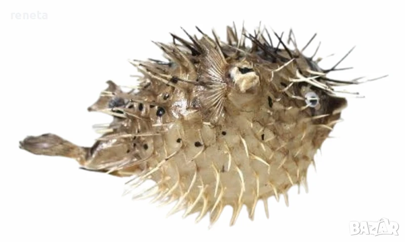 Риба hedgehog fish, Естествена, Многоцветна, 18х10 см, снимка 1