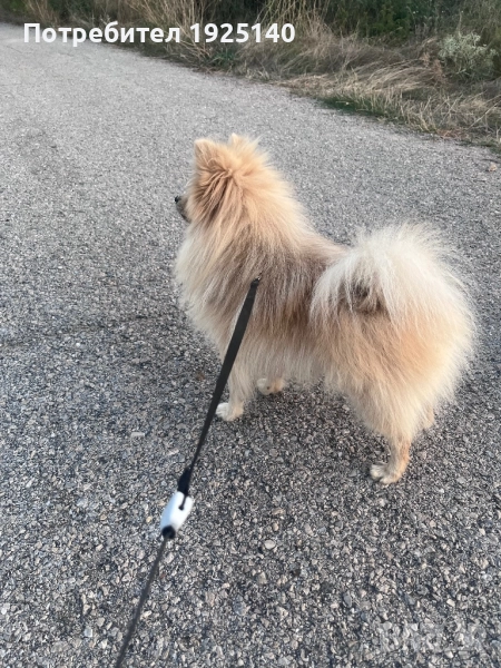 Мъжки Пумеран за разплод, снимка 1