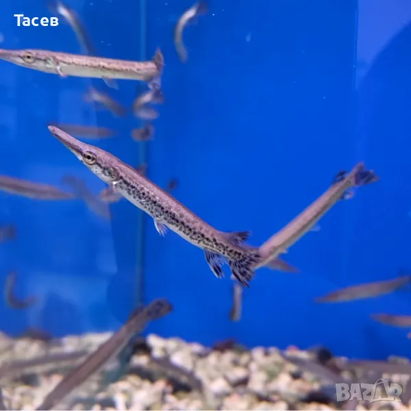 Алигатор гар 6-7см, снимка 1