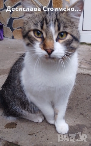 Подарявам котки, снимка 6 - Други - 52214937