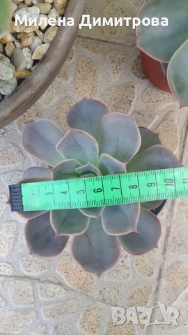 Ешеверия различни размери, снимка 4 - Стайни растения - 50851903