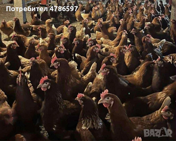 Ломан Браун