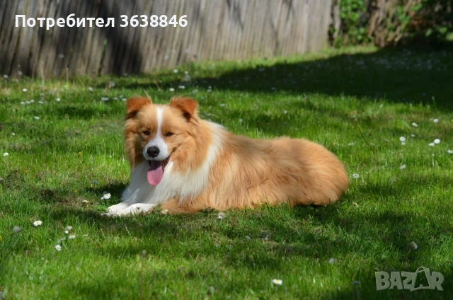 Бордър Коли, снимка 4 - Бордър коли - 53739882