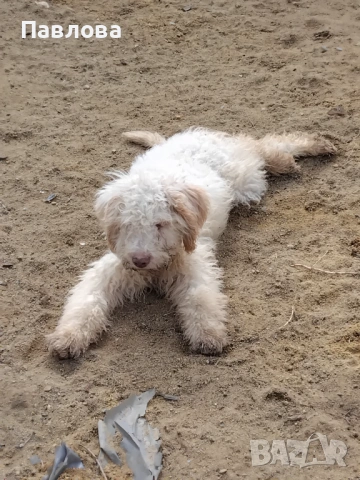 Продавам кученца лагото романьоло, снимка 7 - Други - 53065220