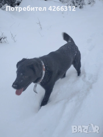 Подарявам мъжки кучета. Майка Лабрадор, баща Алабак., снимка 3 - Други - 53506330