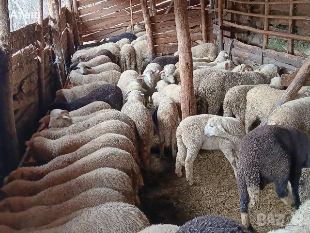 Агнета за клане и за дамазлък