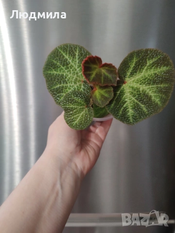 Бегония Соли Мутата/solimutata, снимка 4 - Стайни растения - 53758551