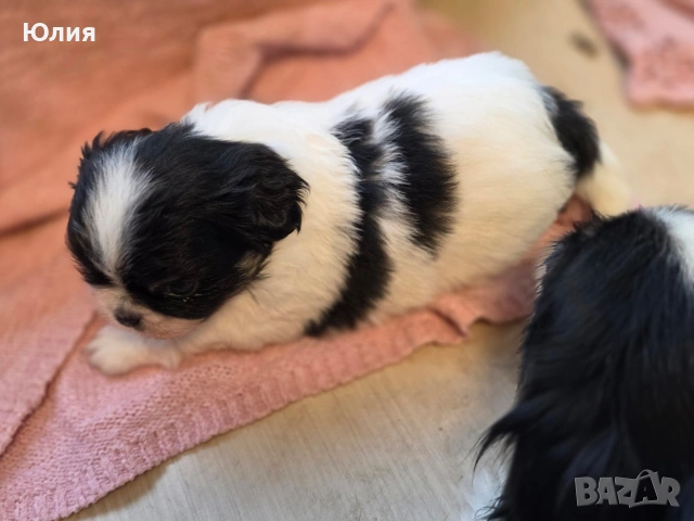 Японски хинчета, снимка 13 - Други - 52506287