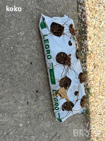 Чували за отглеждане на растения, снимка 6 - Оранжерии - 51148506