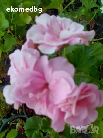 Мушкато Сакъзи и Кралско мушкато, снимка 6 - Градински цветя и растения - 53944126