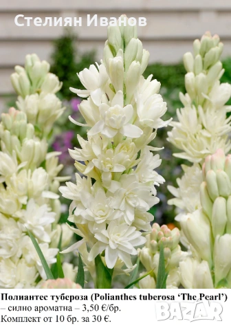 Полиантес тубероза (Polianthes tuberosa ‘The Pearl’) – силно ароматна; луковици