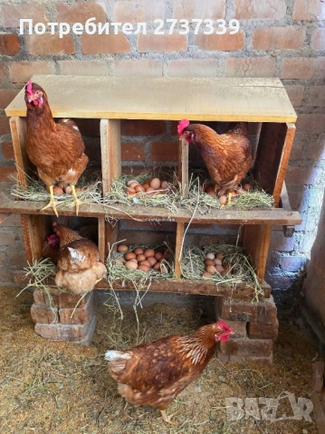 Кокошки ломан браун