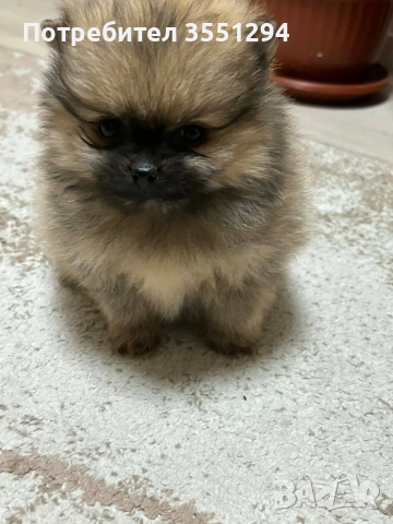 Померанче момиче , снимка 3 - Померан - 52733959