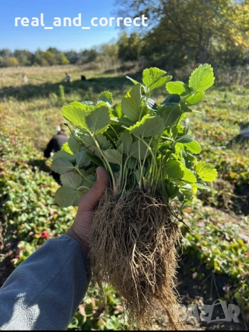 Само ЗА ЦЕНИТЕЛИ Уникален БИО разсад Ягоди и Малини, снимка 5 - Разсади - 53748363