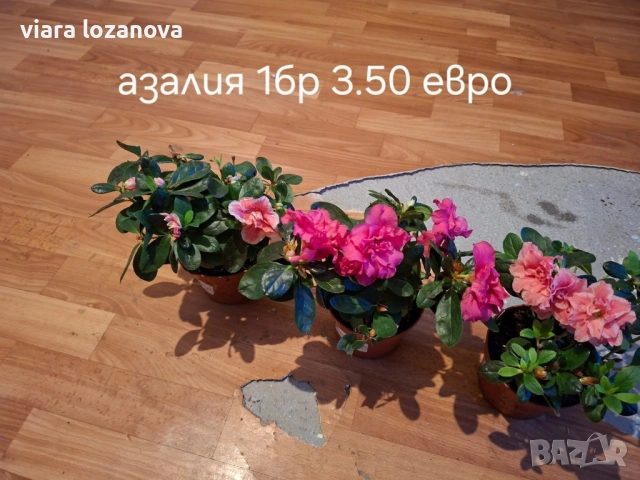 Различни цветя, снимка 16 - Стайни растения - 53278464