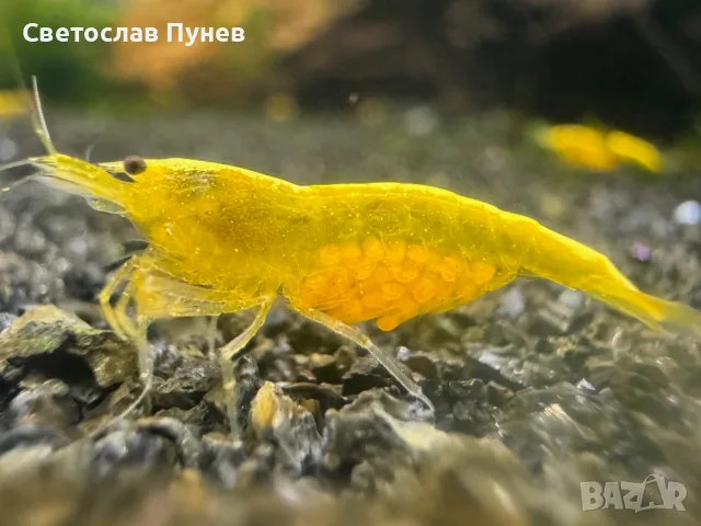 жълти скариди - yellow cherry shrimp, снимка 3 - Рибки - 48031336