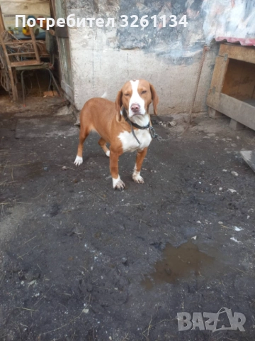 Посавско Гонче , снимка 2 - Гонче - 52536105