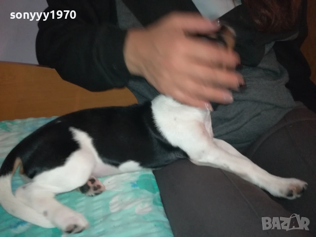 АЗ СЪМ КИКИ ОТ ВИДИН-ДЖАК НА 3 МЕСЕЦА-ВАШЕТО КОЛЕДНО КУТРЕ 3011251706, снимка 11 - Джак ръсел териер - 52594050