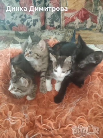 Ангорски котенца