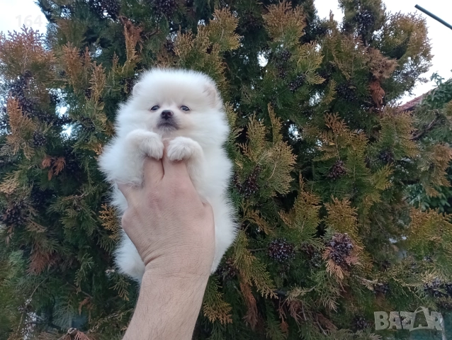 Женски Померан. Реални снимки от 22.12.25 год. , снимка 6 - Померан - 52875180